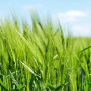 Kurtarma-farming
